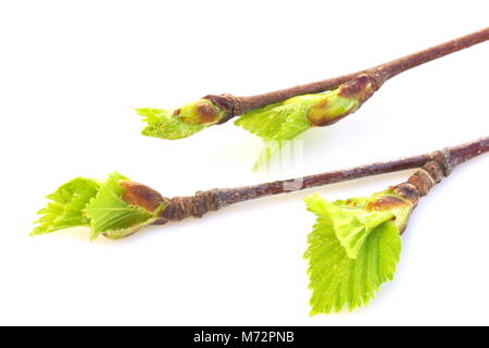 Zweige mit Knospen Birkenblätter auf weißem Hintergrund Stockfoto