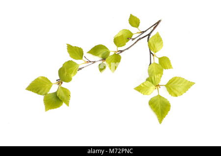 Filialen mit neuen intensiv grüne Birkenblätter auf weißem Hintergrund Stockfoto
