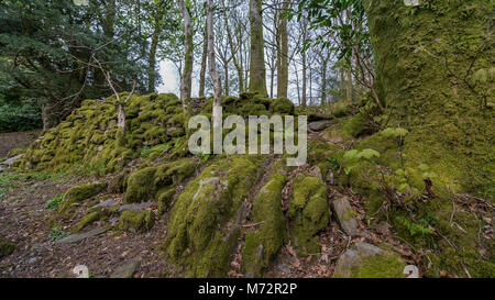 Moos bedeckt Baumwurzeln im Lake District Stockfoto