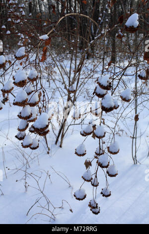 Kanada, Quebec, Montreal, Winter, Schnee, Wald unter Stockfoto