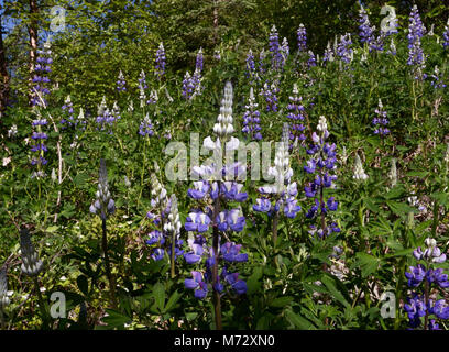 Lupine (Lupinus arcticus). Lila Lupin Blumen blühen hell im Gegensatz zu ihren grünen Blättern. Stockfoto