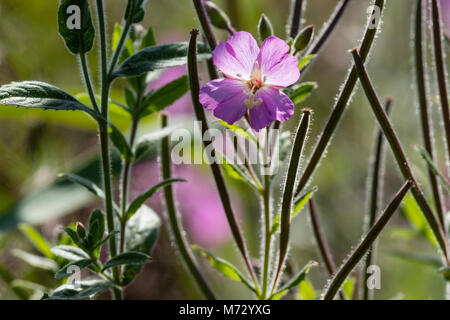 Blüte große Weidenröschen (Epilobium hirsutum), Stockfoto