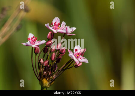 (Flowering-Rush Butomaceae Butomus umbellatus), Stockfoto