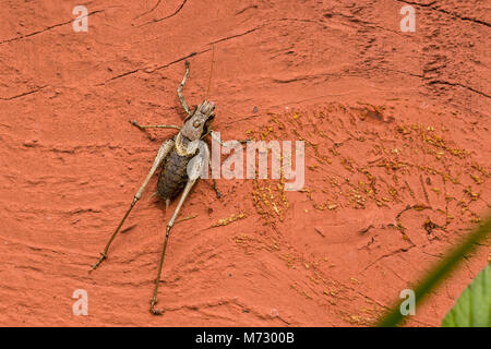 Dunkle Bush - Kricket (Pholidoptera griseoaptera) Stockfoto