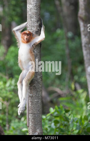 Proboscis Monkey (nasalis larvatus) junges Weibchen, das an einem Baum im Küstenmainenwald in Sabah, Borneo, Malaysia, hängt Stockfoto