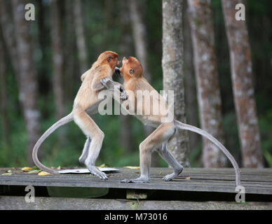 Wilde Kinder Nasenaffen (Nasalis larvatus) spielen auf Fütterung Plattform in Wildlife Sanctuary Stockfoto