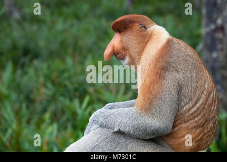 Proboscis Monkey (nasalis larvatus) dominantes männliches Nahaufnahme-Porträt in Sabah, Borneo, Malaysia Stockfoto