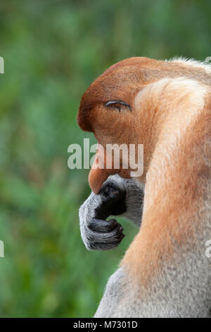 Proboscis Affen (Nasalis larvatus) dominierende männliche Nase mit der Hand berühren. Stockfoto