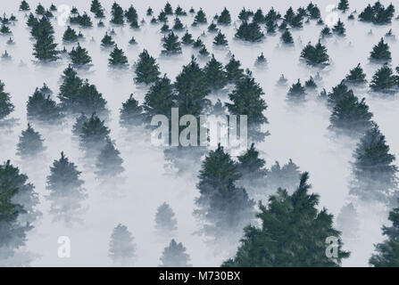 Ein Wald von Tannen im Nebel. 3D-Rendering. Stockfoto