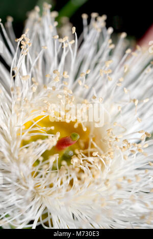 Eukalyptus ist eine vielfältige Gattung von blühenden Bäumen und Sträuchern in die myrte Familie Myrtaceae. Stockfoto