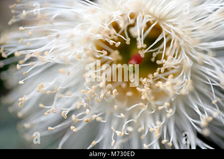 Eukalyptus ist eine vielfältige Gattung von blühenden Bäumen und Sträuchern in die myrte Familie Myrtaceae. Stockfoto