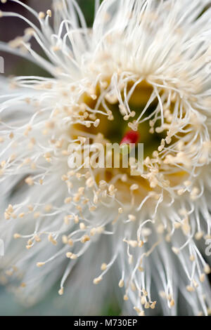 Eukalyptus ist eine vielfältige Gattung von blühenden Bäumen und Sträuchern in die myrte Familie Myrtaceae. Stockfoto