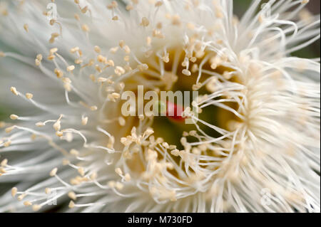 Eukalyptus ist eine vielfältige Gattung von blühenden Bäumen und Sträuchern in die myrte Familie Myrtaceae. Stockfoto