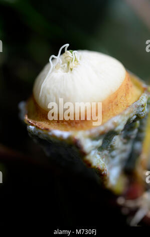 Eukalyptus ist eine vielfältige Gattung von blühenden Bäumen und Sträuchern in die myrte Familie Myrtaceae. Stockfoto