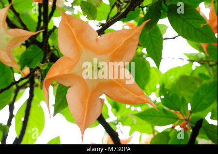 Angel's trumpet Blumen geben einen exotischen Duft von Moschus. Die ganze Pflanze enthält eine starke Betäubungsmittel und Blüten zeitweise. Stockfoto