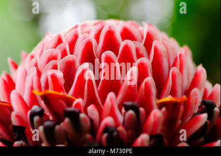 Nahaufnahme von einem roten Ingwer in Catarata del Toro, Costa Rica Stockfoto