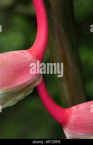 Ein trailside Heliconia entlang einer Spur in die Private Reserve von Catarata del Toro in Costa Rica hängt. Stockfoto