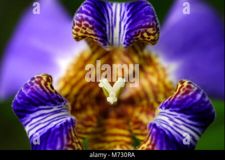 Iris Neomarica caerulea 'Regina', oder allgemein als der Riese Apostel Iris aus Brasilien stammt. Stockfoto