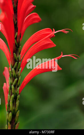 Ein trailside Ananas Salbei (Salvia elegans) in Catarata del Toro in Toro Amarillo, Costa Rica. Stockfoto