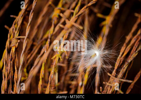 Ein Löwenzahn Fänge auf einem Umlauf von rostigem Stacheldraht. Stockfoto