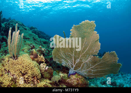 Gesunde Caribbean Coral Reef mit einem riesigen seafan (Gorgonia ventalina), Curacao, Niederländische Antillen, Karibik, Karibik Stockfoto