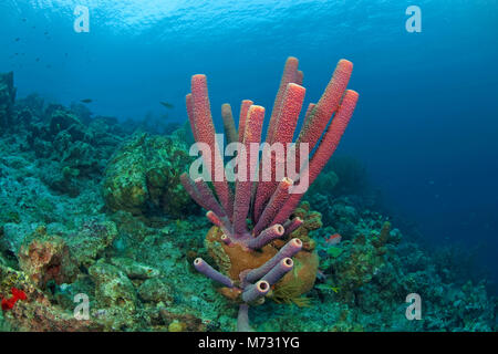 Herd-pipe Schwamm (Aplysina archeri) in einem karibischen Korallenriffs, Curacao, Niederländische Antillen, Karibik, Karibik Stockfoto