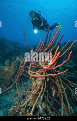 Scuba Diver an, der in Zeile pore Seil Schwamm (Splysina cauliformis), Caribbean Coral Reef, Curacao, Niederländische Antillen, Antillen, Karibik, Karibik Stockfoto