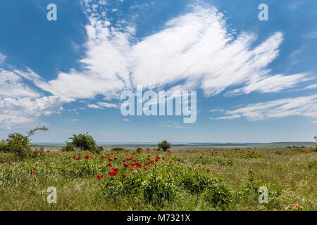 Feld mit Blumen, rote Pfingstrose mit einem Hintergrund von sonnigen Himmel, rote Blume Blüte Stockfoto