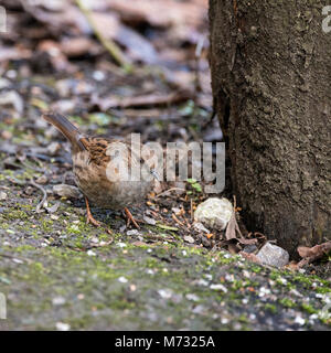 Schöne Dunnock Phasianus colchicus Vogel Futter auf waldboden Landschaft Stockfoto