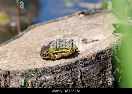 Schöne Sumpf Frosch (Pelophylax ridibundus), dem weltweit größten Frosch heimisch in Europa, aus dem Wasser Blick auf einen Teich. Der tschechischen, europäischen Wildlife Stockfoto