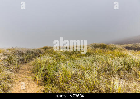 Dünenlandschaft im Winter an der niederländischen Küste mit Vegetation des Marram Gräser im Herbst Farben gegen einen Hintergrund mit dichtem Nebel Stockfoto