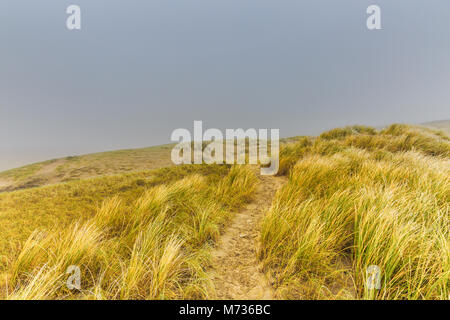 Dünenlandschaft im Winter an der niederländischen Küste bei IJmuiden mit Vegetation des Marram Gräser im Herbst Farben gegen einen Hintergrund mit dichtem Nebel Stockfoto