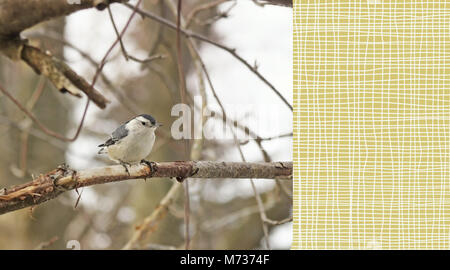 Weiße Breasted Kleiber thront auf einem Ast im späten Winter Weiße Breasted Kleiber auf einem Ast im späten Winter gehockt Stockfoto