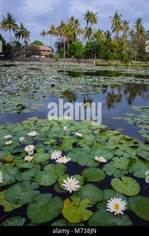 Eine charmante Lotus Teich in Candidasa, Bali Stockfoto