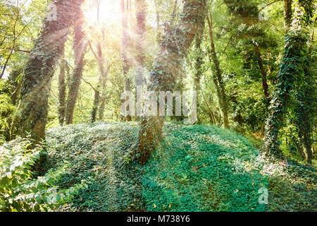 Malerischen Wald von frischen grünen Laubbäumen umrahmt von Blätter, mit der Sonne Gießen ihre warmen Strahlen durch das Laub Stockfoto