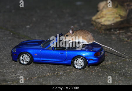 Eine Waldmaus (APODEMUS SYLVATICUS), stehend auf einem Modell Auto in einen Englischen Garten. Stockfoto