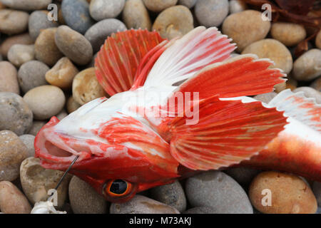 Eine Rote Knurrhahn - Chelidonichthys cuculus - von Chesil Beach Dorset UK gefangen. Es fehlt der Türkis/blau Brustflossen der Knurrhahn. Stockfoto