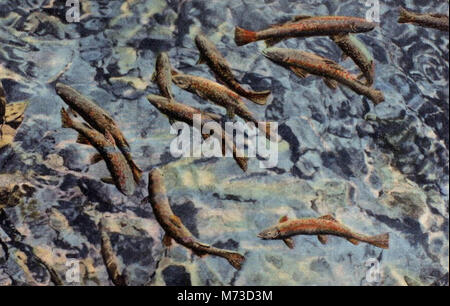 Colorado Springs CO-Forelle im Pool an Sieben Fälle (NBY) 431441 Stockfoto