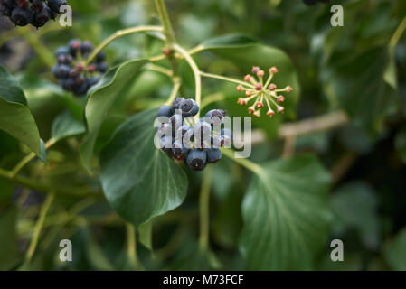 Hedera colchica Früchte Stockfoto