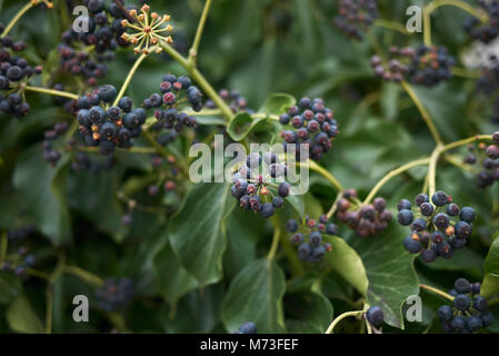 Hedera colchica Früchte Stockfoto