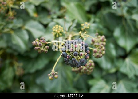 Hedera colchica Früchte Stockfoto