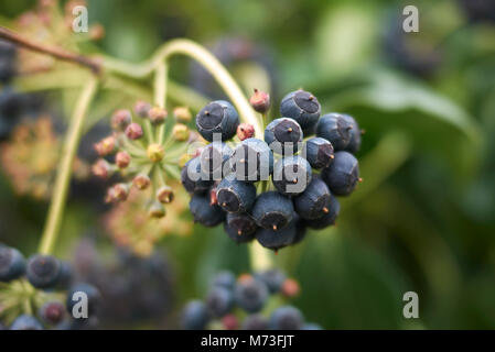 Hedera colchica Früchte Stockfoto