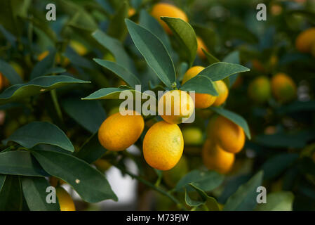 Kumquats Niederlassungen Stockfoto