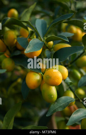 Kumquats Niederlassungen Stockfoto
