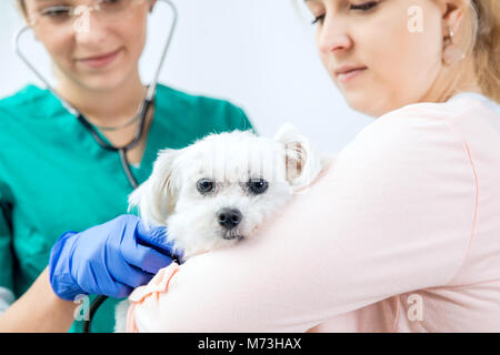 Hund holded vom Eigentümer wird von weiblichen Tierarzt geprüft Stockfoto