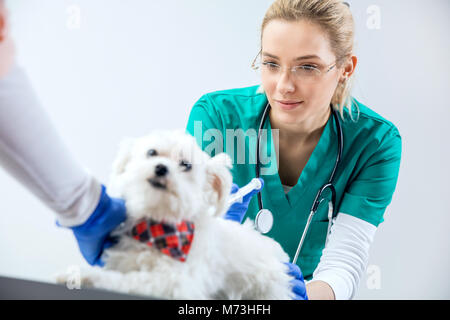 Weibliche Tierarzt macht eine Injektion und Assistent hält den Hund Stockfoto