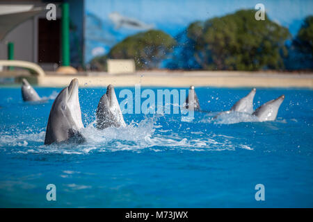 Gruppe von Delphinen Wasser genießen. Stockfoto