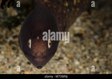 White-eyed Moray, Siderea thysoidesa, Muraenidae, Anilao, Philippinen, Asien Stockfoto