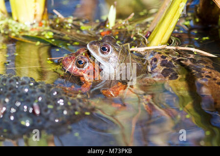 08. Mär 2018. UK Wetter. Diese beiden grasfrosch (Rana temporaria) sind in amplexus gesehen neben einem Stapel von spawn, ein sicheres Zeichen, dass der Frühling im Gange ist. East Sussex, UK. Credit: Ed Brown/Alamy leben Nachrichten Stockfoto