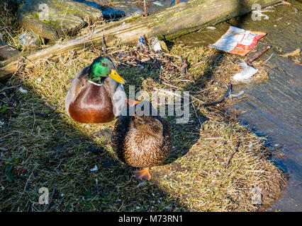 Leith Harbour, Leith, Edinburgh, Schottland, Großbritannien, 8th. März 2018. UK Wetter: Frühlingssonne mit einem nistenden Paar Stockenten, Anas platyrhynchos, am Hafenrand Stockfoto